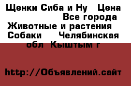 Щенки Сиба и Ну › Цена ­ 35000-85000 - Все города Животные и растения » Собаки   . Челябинская обл.,Кыштым г.